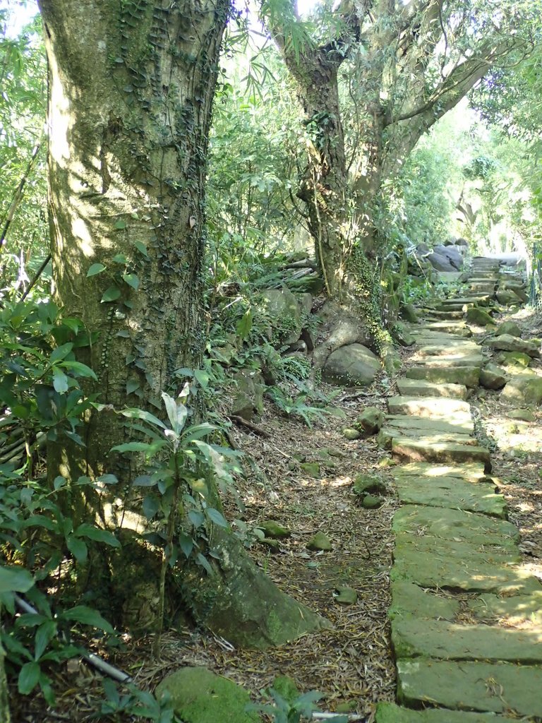 PB247256.JPG - 北投  中正山登山步道 03