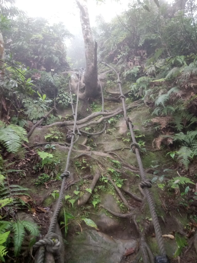 DSC_6251.JPG - 三峽  白雞山登山步道