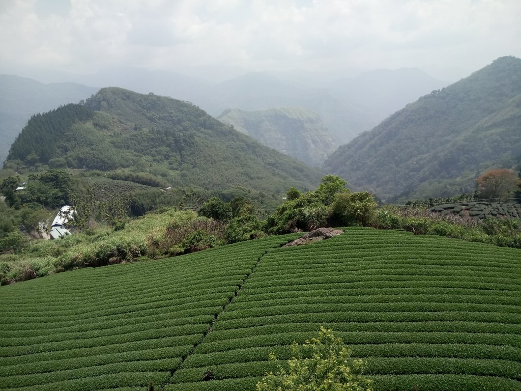 DSC_1443.JPG - 阿里山  隙頂  飲山郁茶館