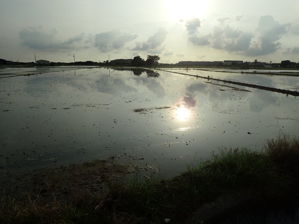 P8045807.JPG - 嘉義  北湖  田野夕色之美