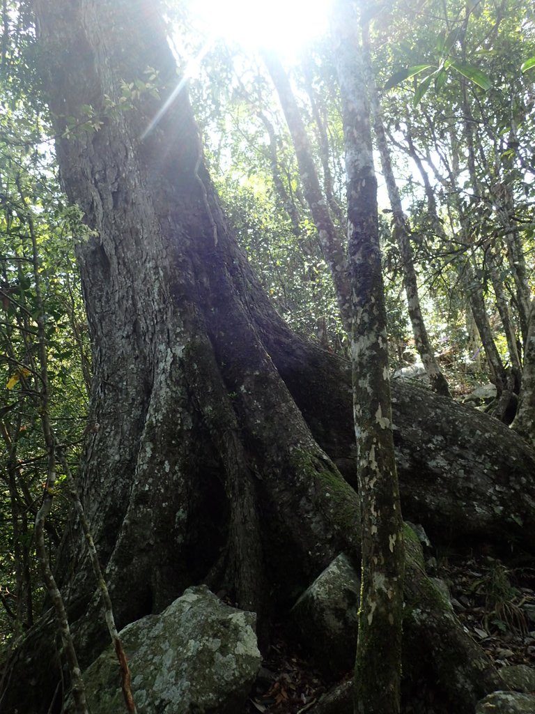 P3167282.JPG - 谷關  屋東縱走