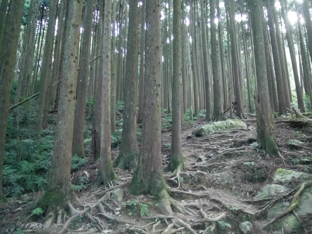 DSC_3580.JPG - 南庄  大坪林道  杜鵑嶺