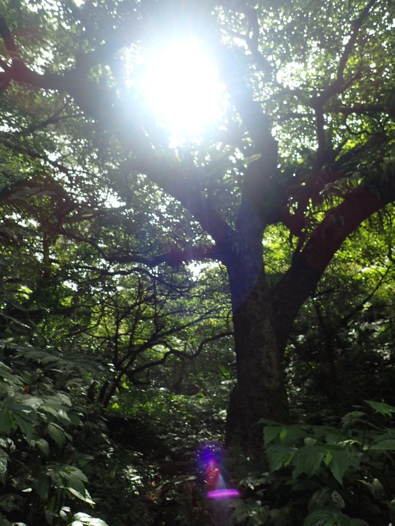 P7025014.JPG - 大溪  金面山登山步道