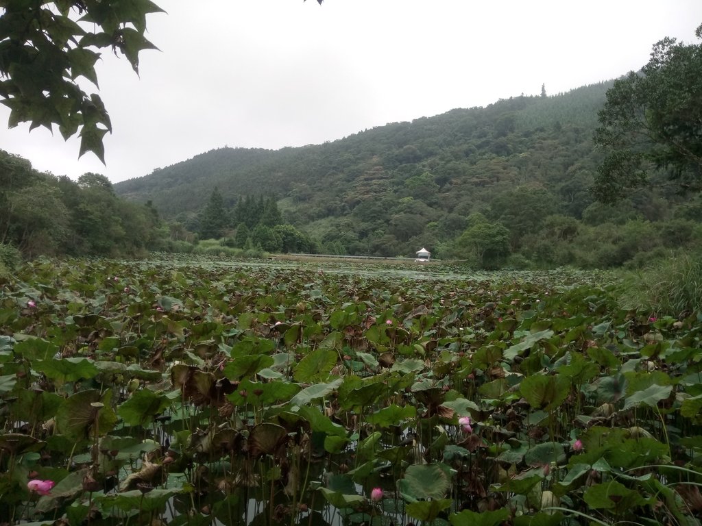 DSC_2951.JPG - 南庄  向天湖之  環湖步道