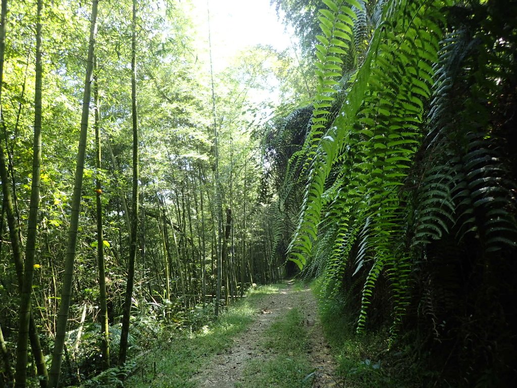 PA040417.JPG - 魚池  大尖山登山步道