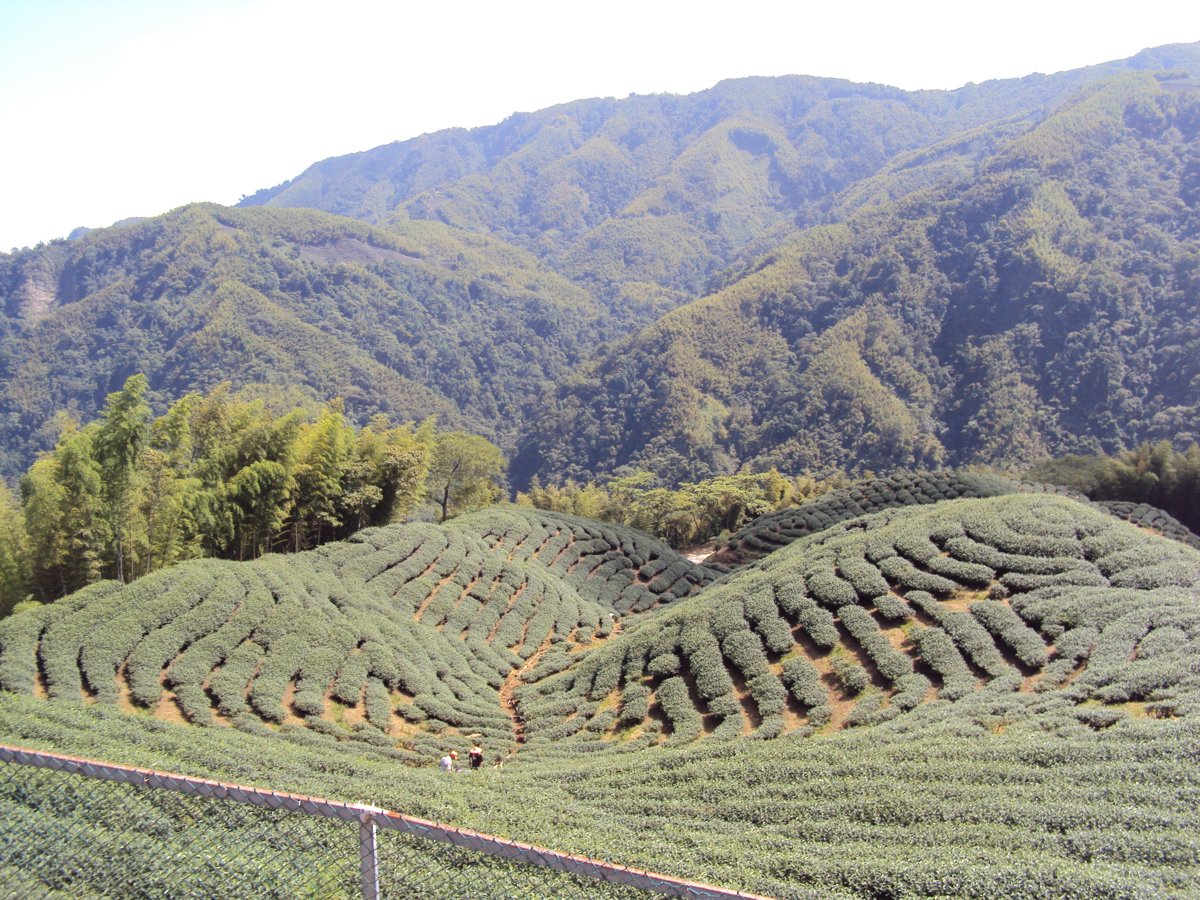 DSC07986.JPG - 竹山  軟鞍  八卦茶園