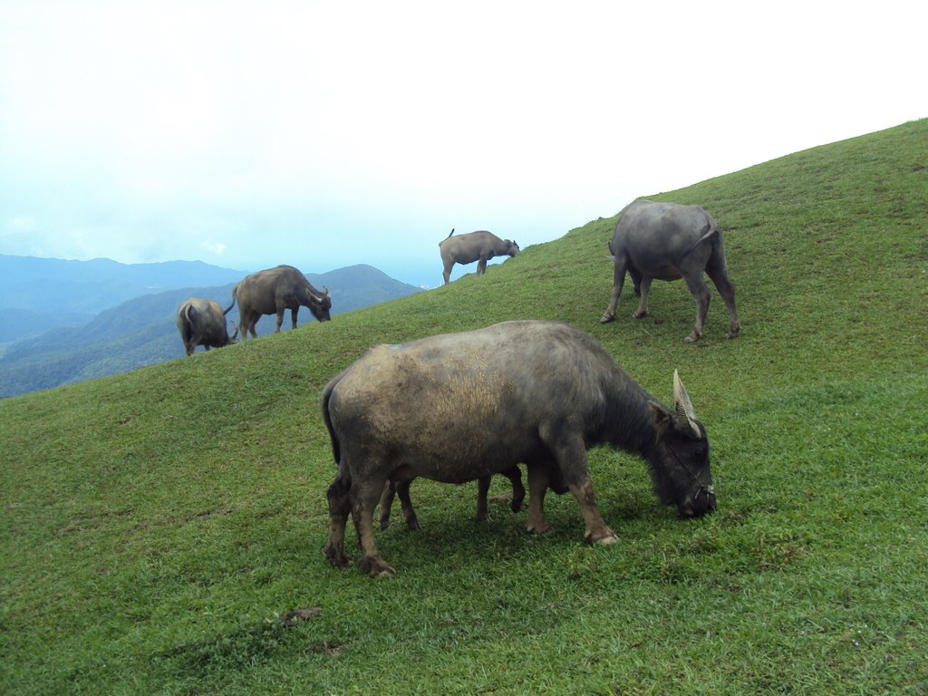 DSC07419.JPG - 再訪---  貢寮  桃源谷步道