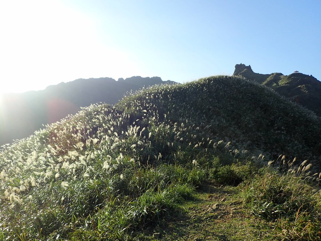 PC017846.JPG - 瑞芳  茶壺山芒花季