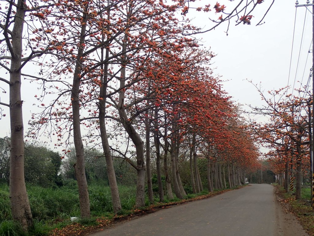 P3066402.JPG - 埤頭  東螺溪  木棉花