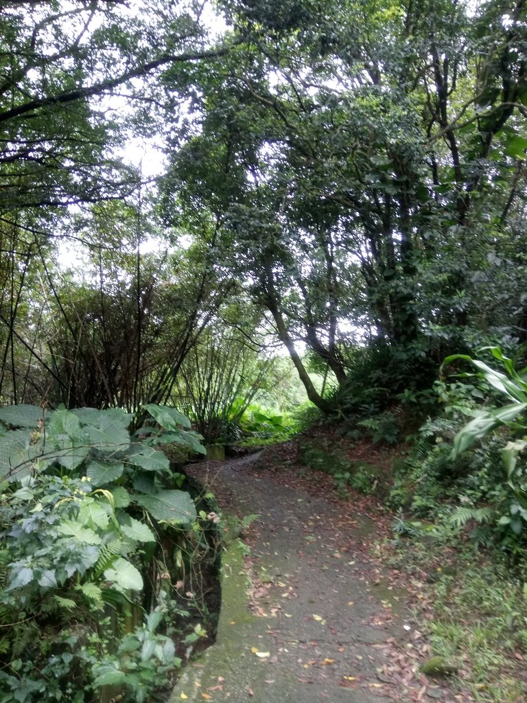 DSC_9313.JPG - 基隆  五坑山  總督嶺步道