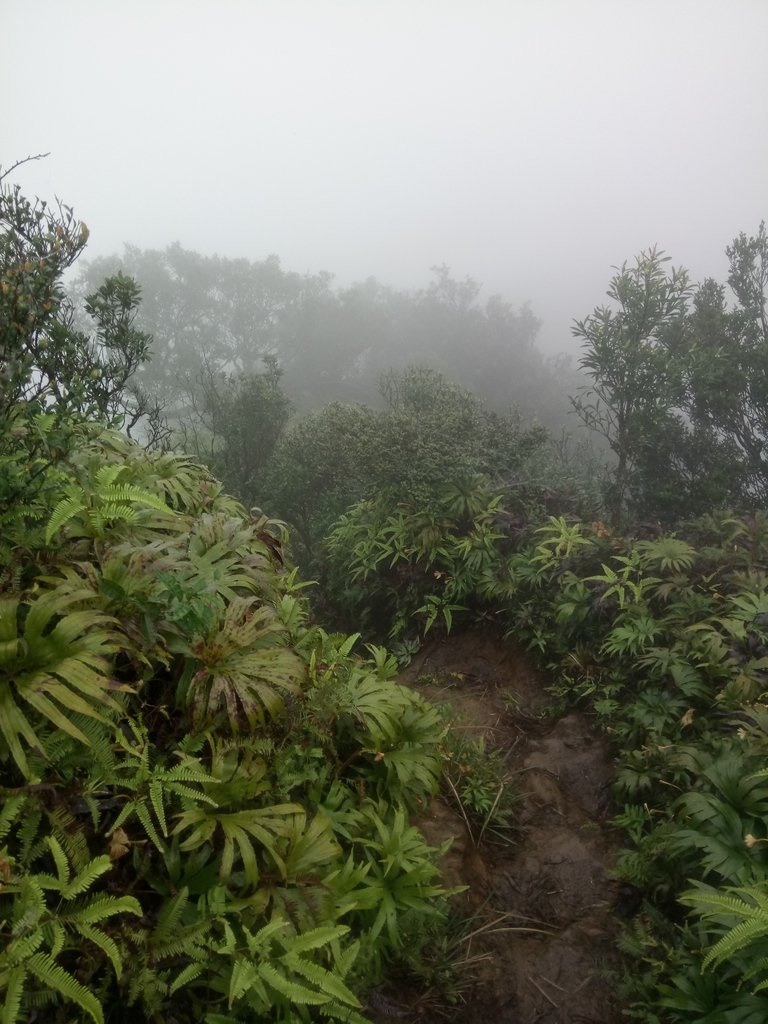 DSC_6254.JPG - 三峽  白雞山登山步道