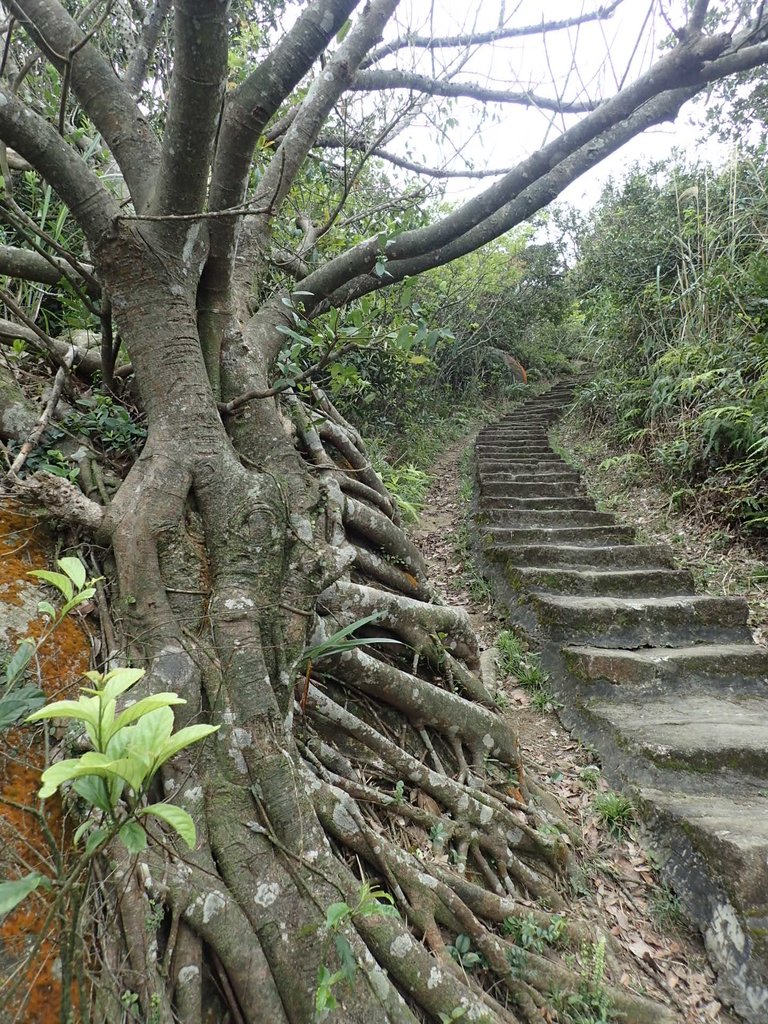 P2288793.JPG - 內湖  大崙尾山