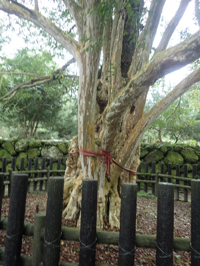 PA231792.JPG - 石壁山  嘉南雲峰步道