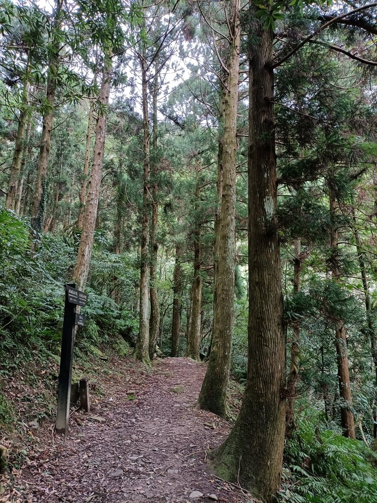 IMG20201215130418.jpg - 東眼山  東滿步道