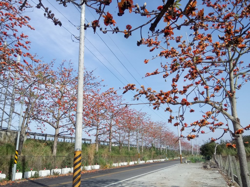 DSC_7884.JPG - 清水  大田產要道路  木棉花