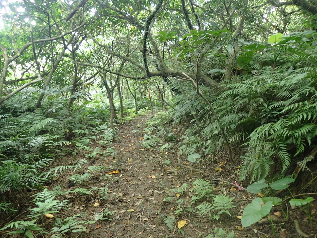 P6090384.JPG - 瑞芳  三貂嶺山  三貂大崙