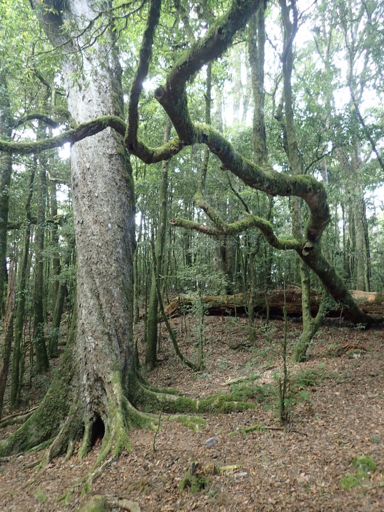 PA185616.JPG - 台中  和平  稍來山