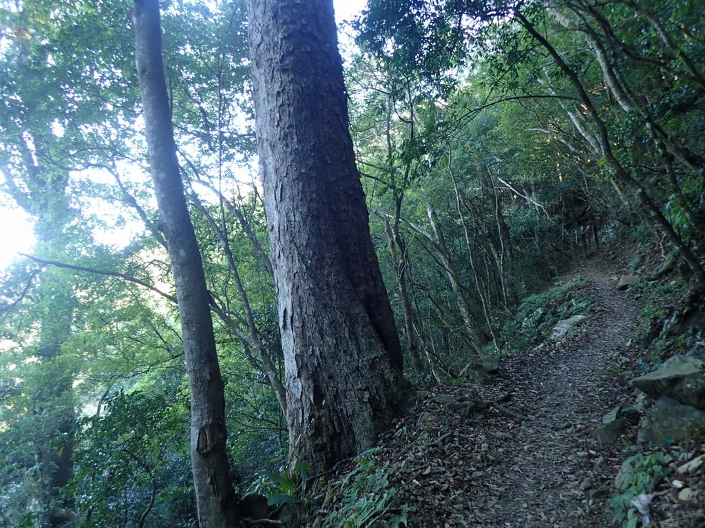 P2034723.JPG - 南庄  大坪林道  杜鵑嶺