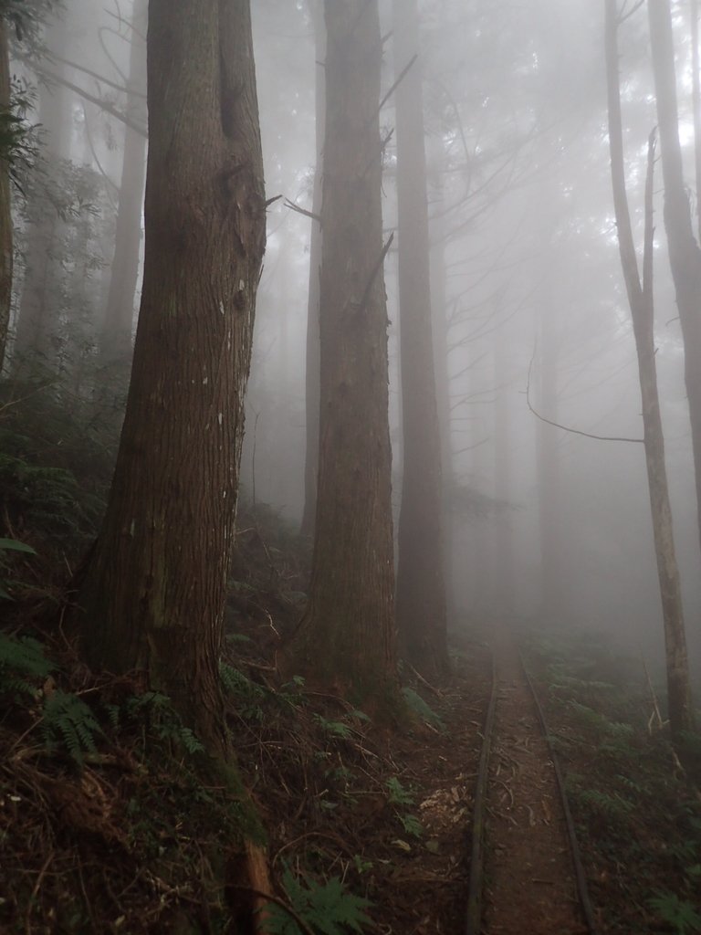 P2035020.JPG - 南庄  加里山  森林鐵道