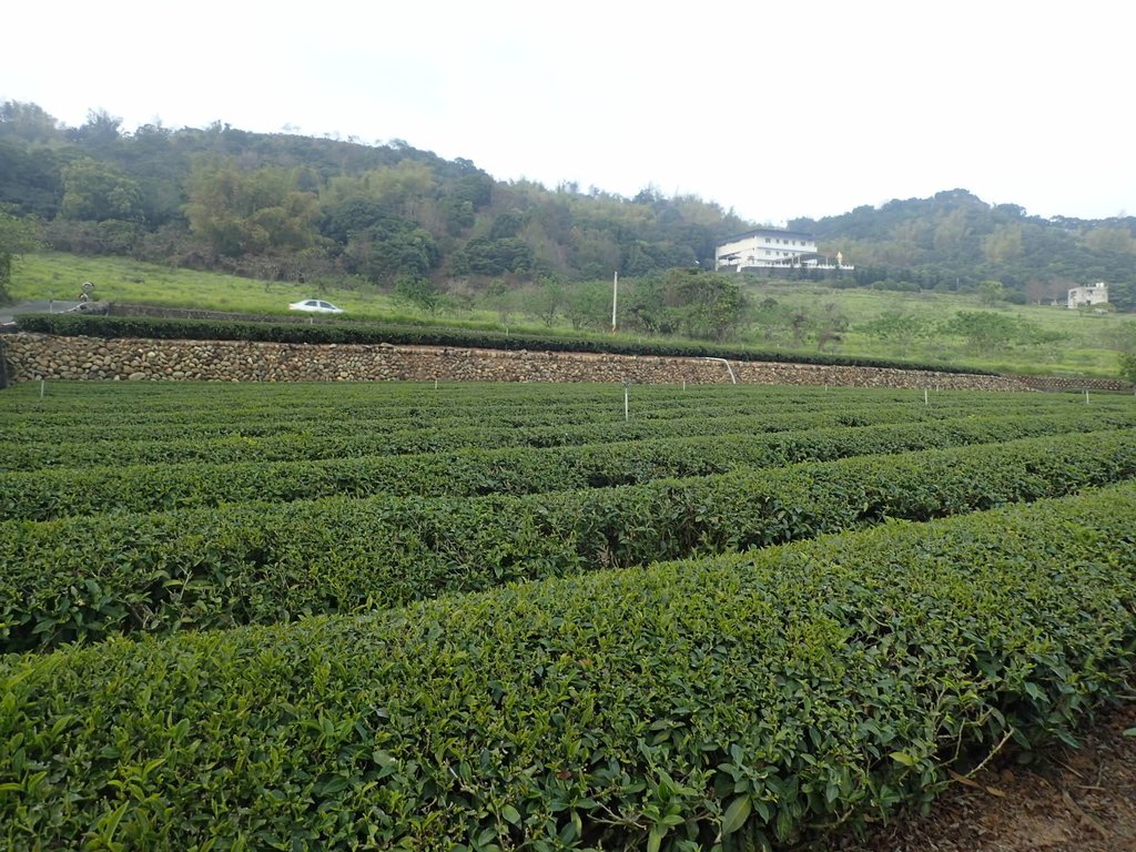 P3016185.JPG - 名間  鹿鳴茶園之  暮色沉靄