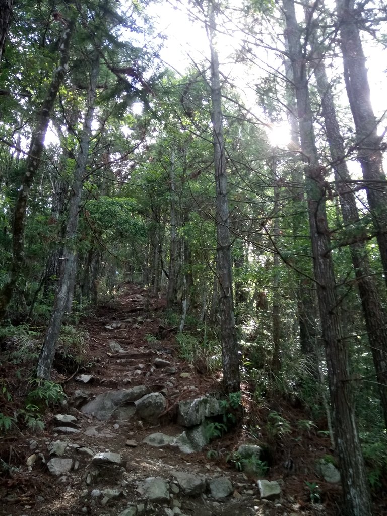 DSC_9903.JPG - 谷關七雄之  馬崙山  (下)