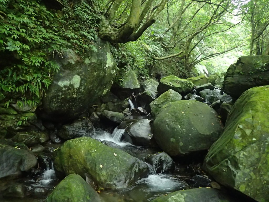 P6114280.JPG - 三芝  大屯溪古道