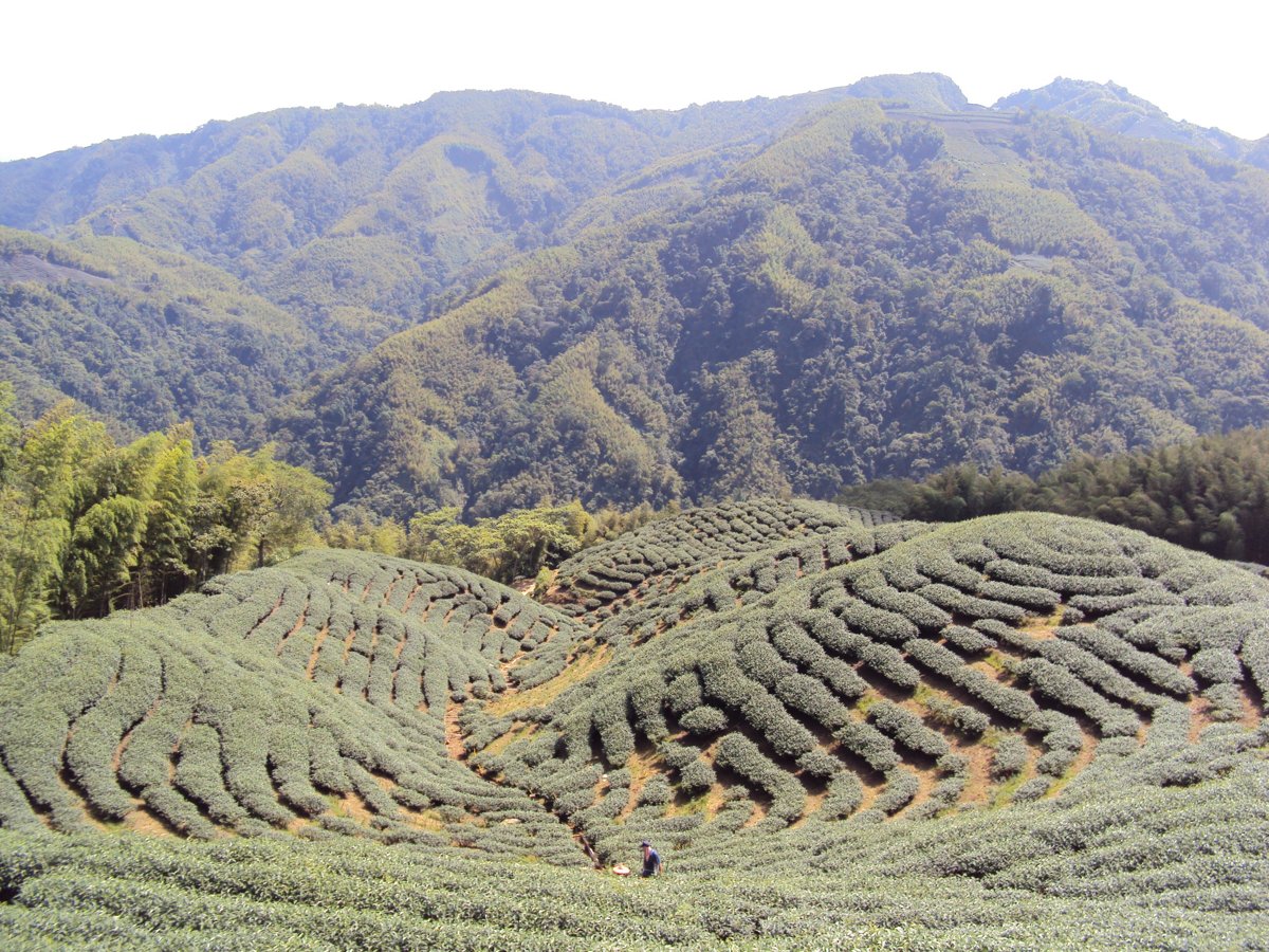 DSC07983.JPG - 竹山  軟鞍  八卦茶園