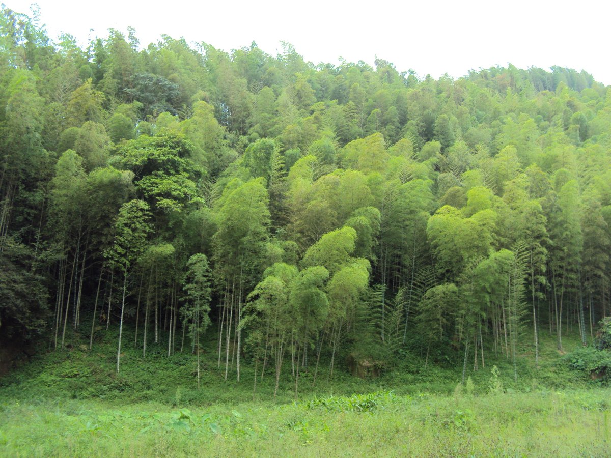 DSC08021.JPG - 竹山  大鞍  觀竹海樓