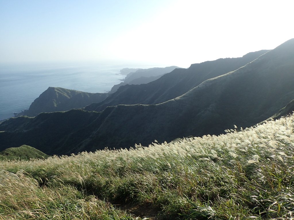 PC017848.JPG - 瑞芳  茶壺山芒花季