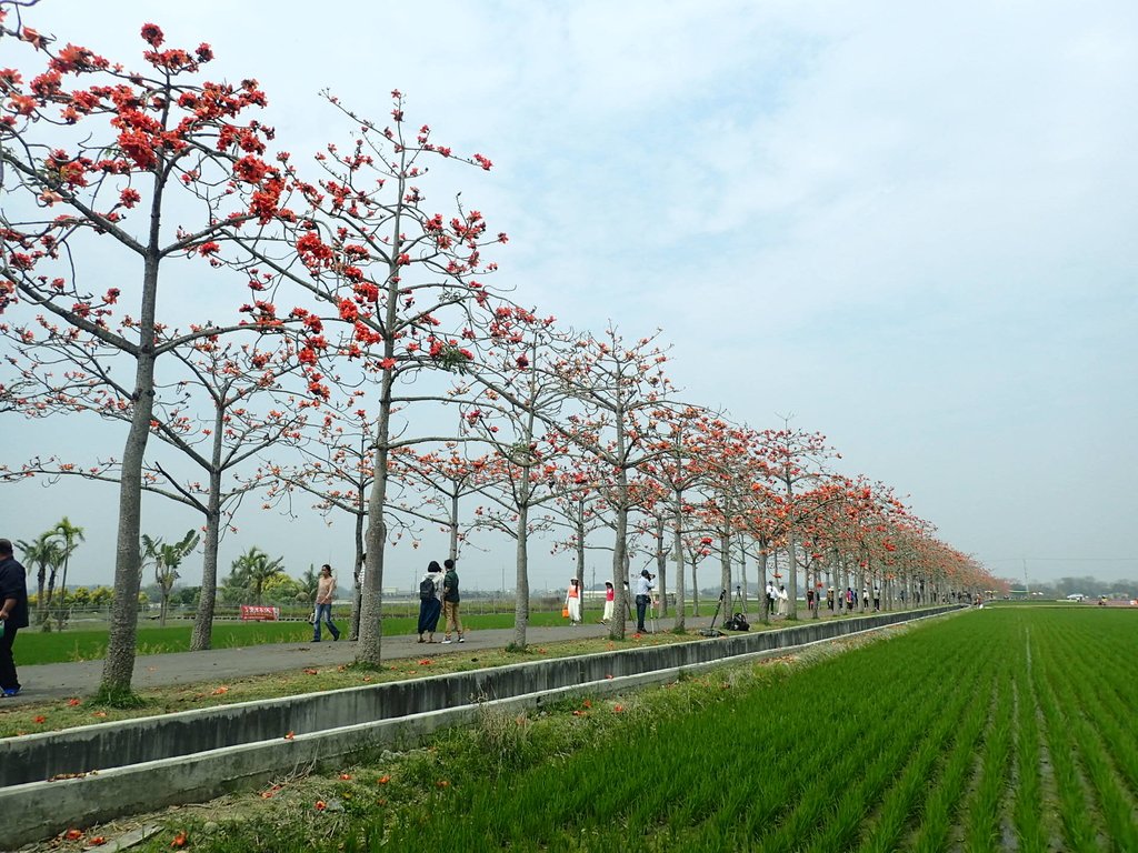 P3066625.JPG - 白河  林初埤  木棉花