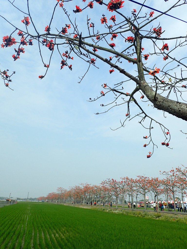 P3066656.JPG - 白河  林初埤  木棉花