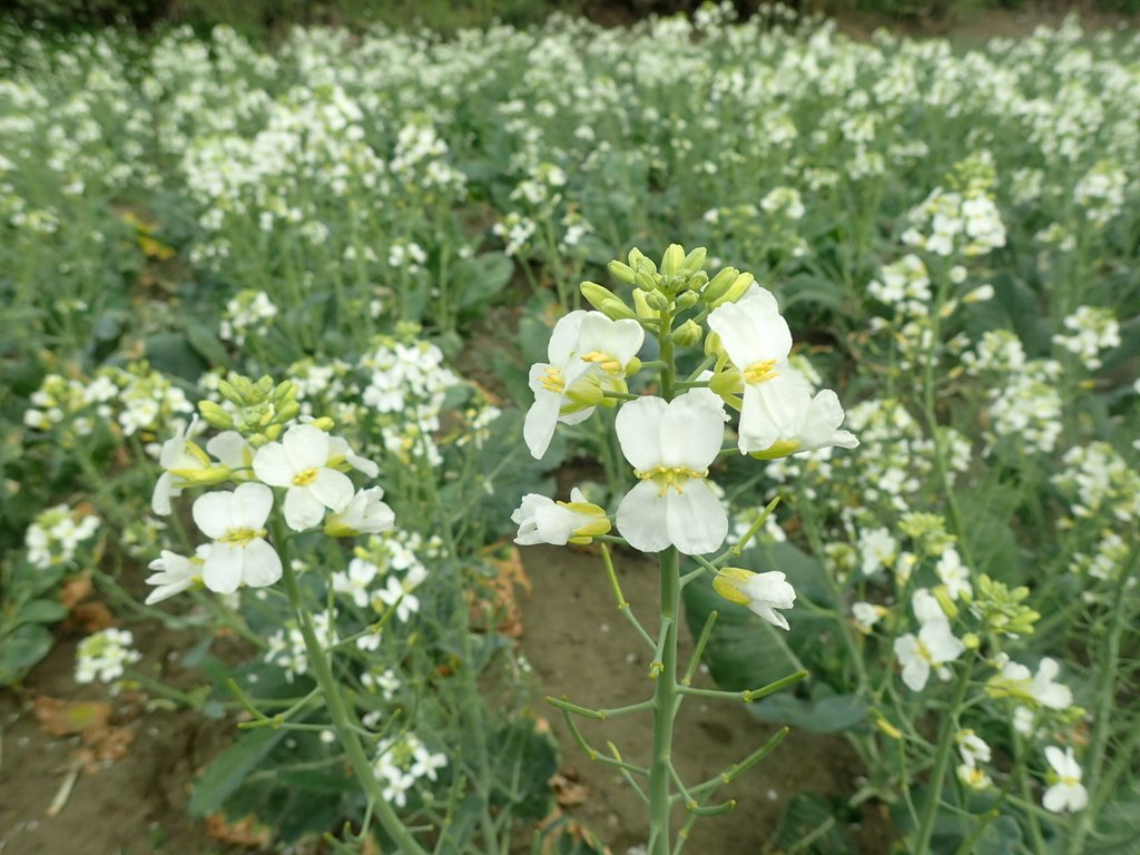 P2024808.JPG - 淡海  洲子灣  芥藍菜花田