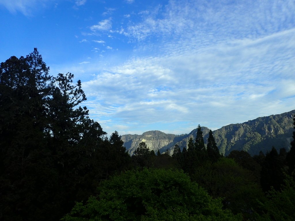 P3268041.JPG - 阿里山  沼平公園  賞櫻