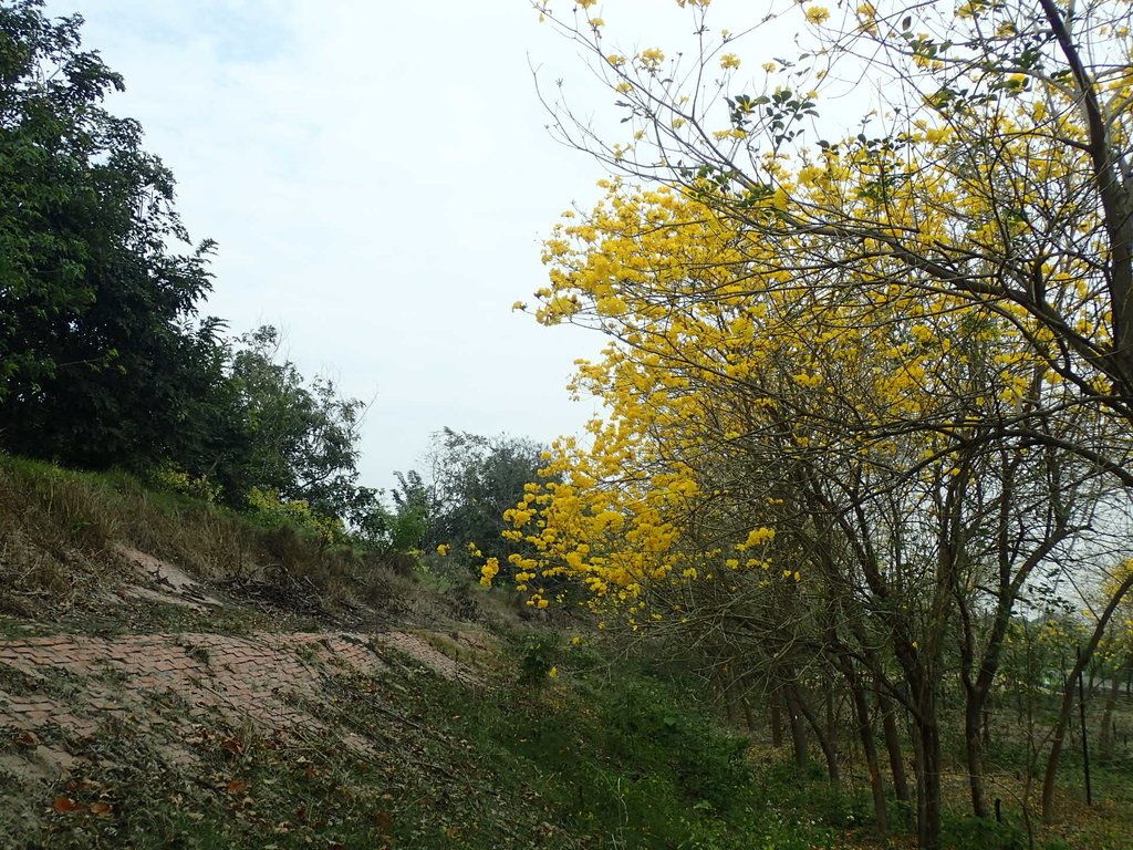 P3066585.JPG - 竹塘  田頭堤防  黃花風鈴木