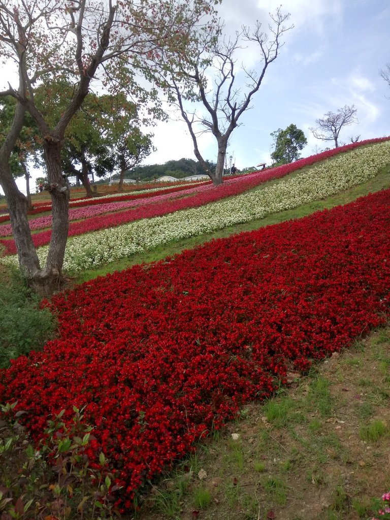 DSC_5425.JPG - 北投社  三層崎公園