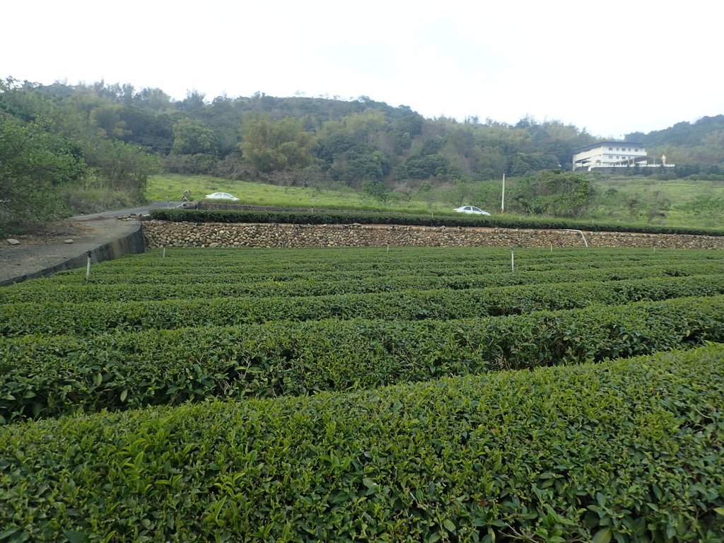 P3016186.JPG - 名間  鹿鳴茶園之  暮色沉靄