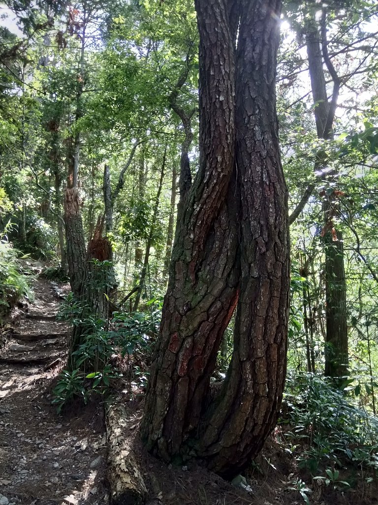 DSC_9905.JPG - 谷關七雄之  馬崙山  (下)