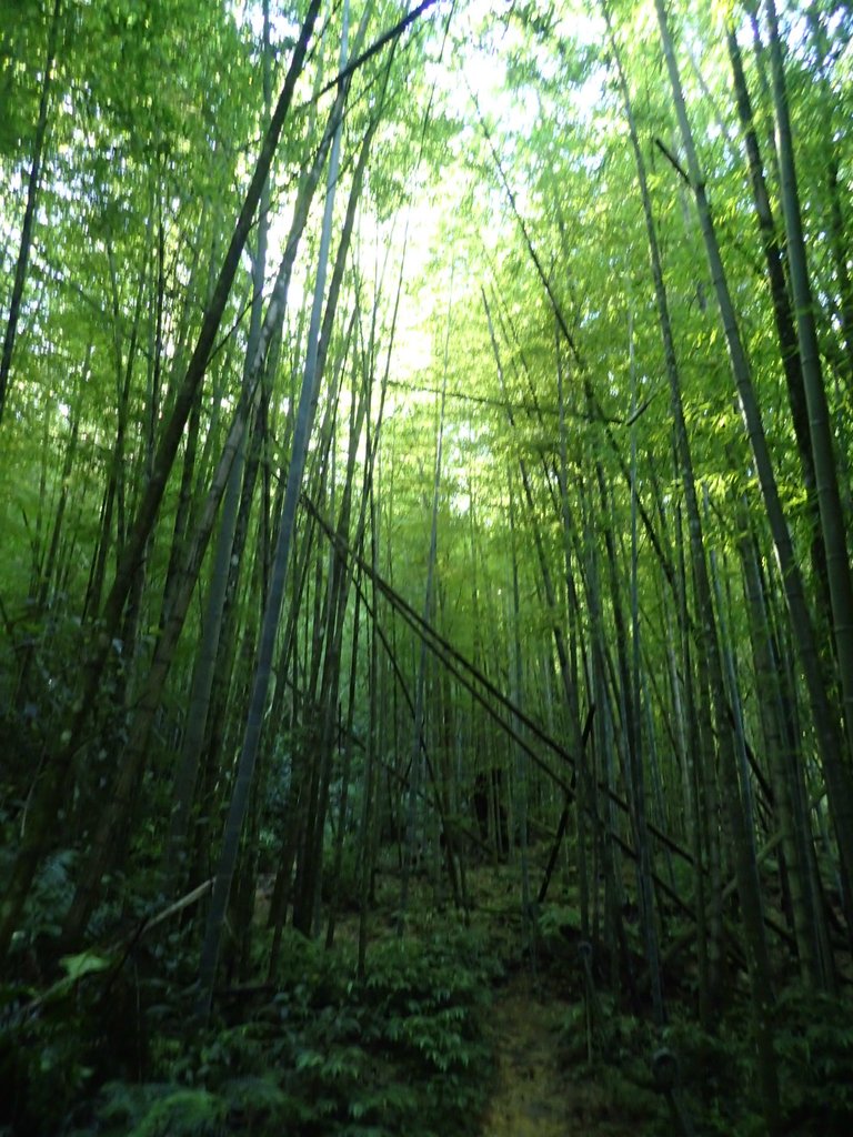 P7105093.JPG - 魚池  水社大山