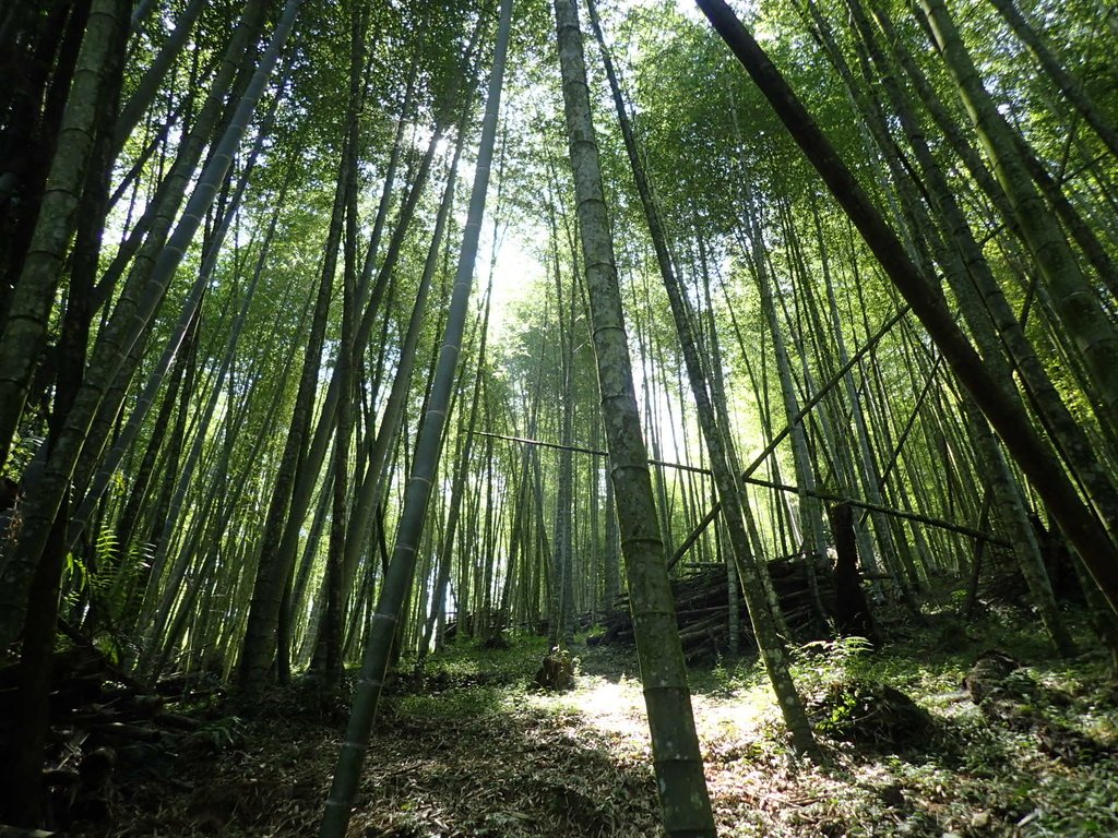 PA040419.JPG - 魚池  大尖山登山步道