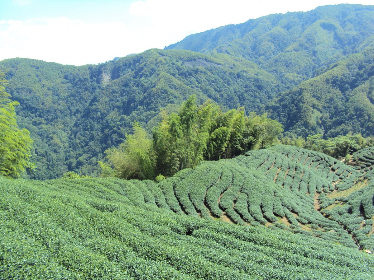 DSC07984.JPG - 竹山  軟鞍  八卦茶園