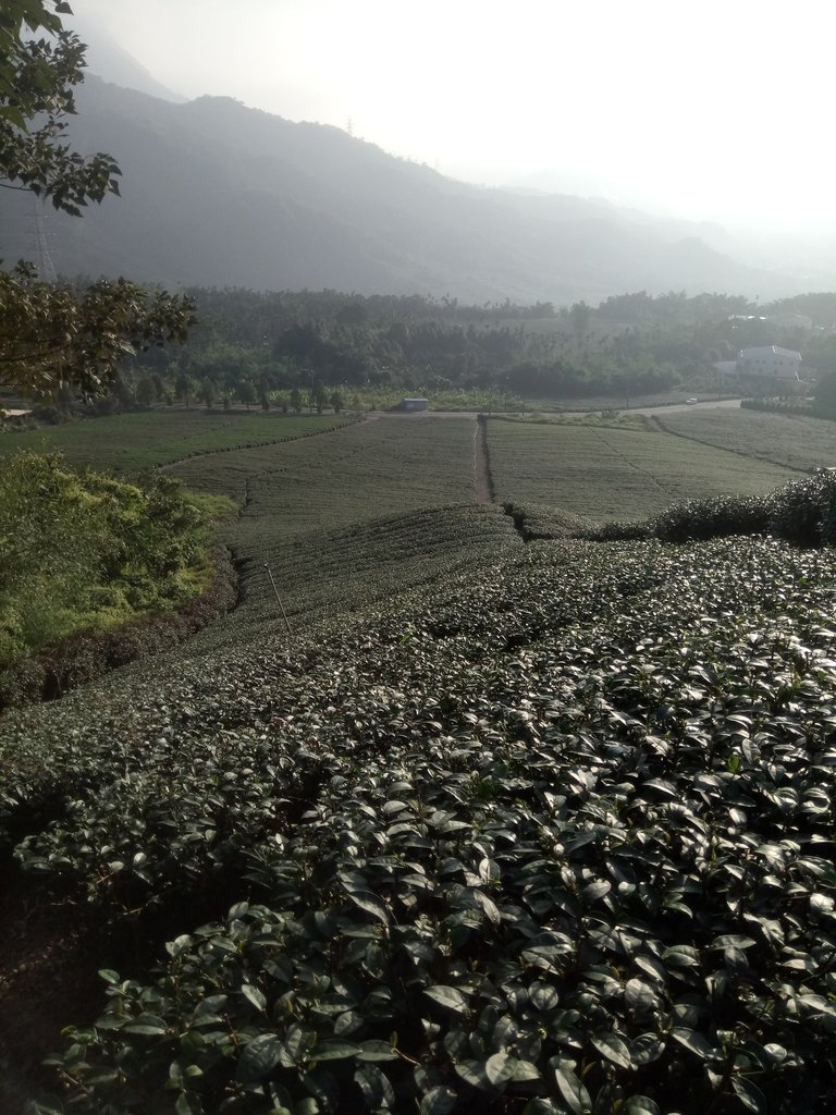 DSC_1841.JPG - 竹山  山坪頂茶園