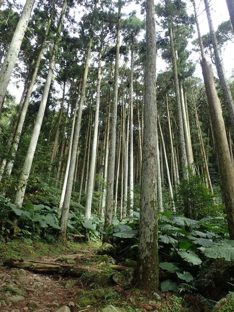 PB257605.JPG - 復興  東滿步道