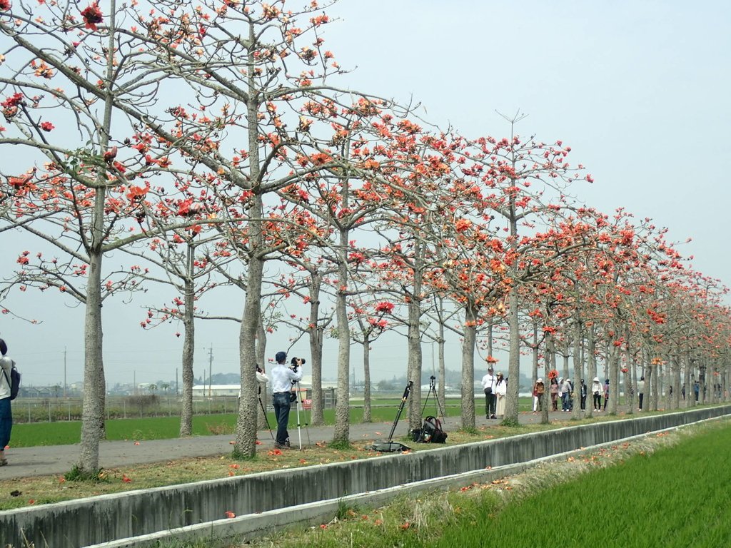 P3066628.JPG - 白河  林初埤  木棉花