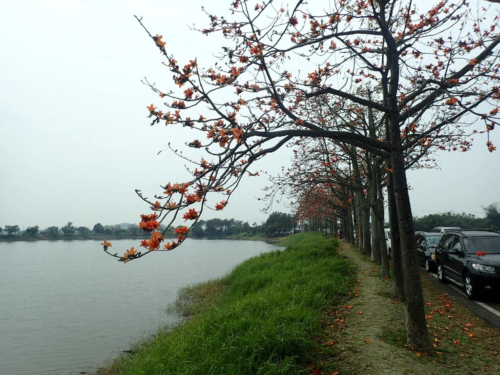 P3066666.JPG - 白河  林初埤  木棉花