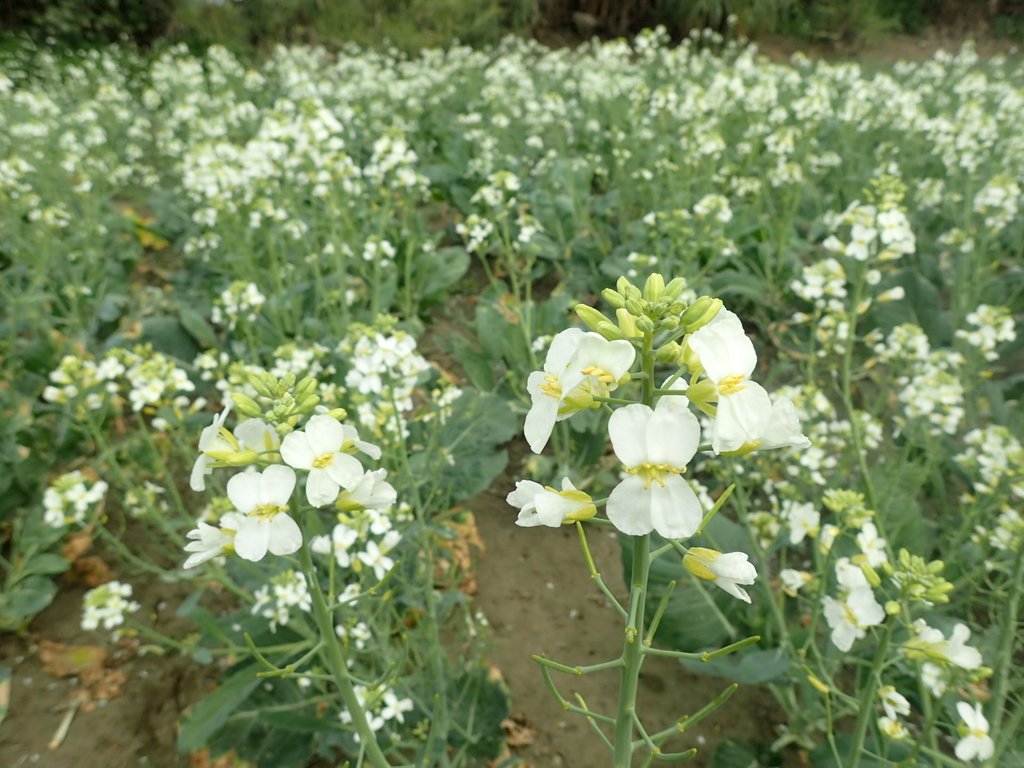 P2024809.JPG - 淡海  洲子灣  芥藍菜花田