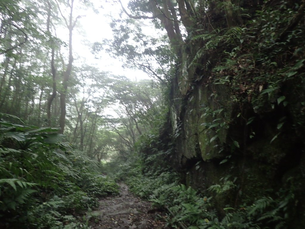 P3039068.JPG - 三峽  白雞山登山步道