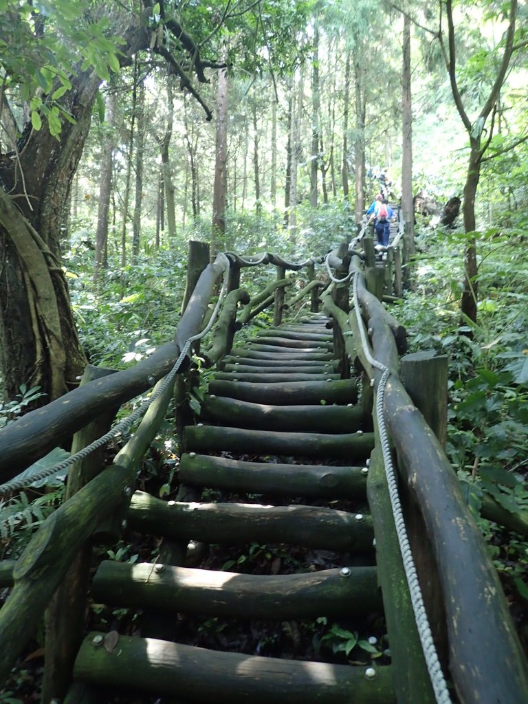 P5117139.JPG - 大坑四號步道  頭嵙山