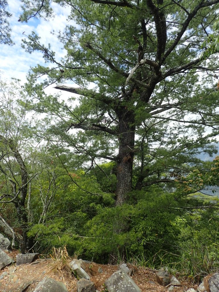 P5012334.JPG - 谷關七雄之  波津加山