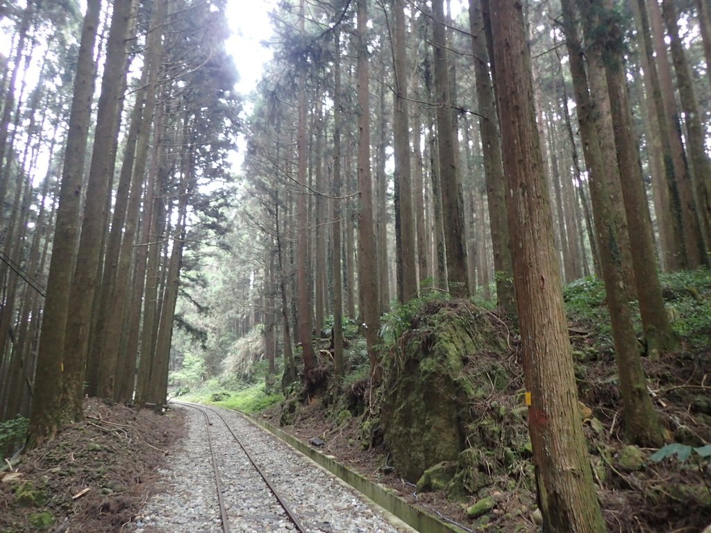 P3257990.JPG - 阿里山  二萬坪步道