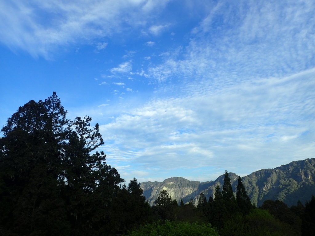 P3268042.JPG - 阿里山  沼平公園  賞櫻